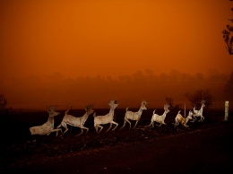 Австралию охватили масштабные пожары: огромные площади выгоревших лесов и полмиллиарда погибших животных (фото, видео)