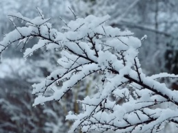 Снегопад и грибы в лесах: настоящее Рождественское чудо! Погода в Украине на 7 января