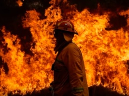 Экологи бьют тревогу: от пожаров в Австралии погибли более миллиарда животных