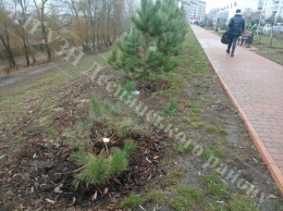 Вандалы уничтожают деревья в столичных парках