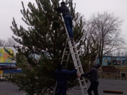 В селе Червоногригоровка вандалы испортили новогоднюю елку