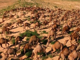 В Австралии 10 тыс. верблюдов грозит отстрел из-за засухи