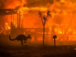 Пожары в Австралии: погибло около миллиарда животных