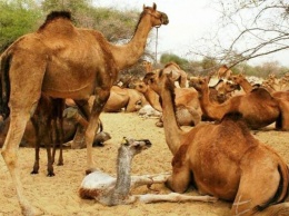 Партия "Зеленая альтернатива" обратилась к властям Австралии с просьбой не убивать тысячи верблюдов