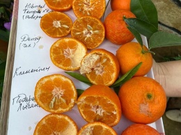 У запорожанки в теплице плодоносят апельсины, мандарины и лимоны (ФОТО, ВИДЕО)