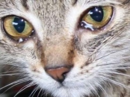 В Днепре избили котенка и сломали ему челюсть: нужна помощь