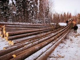 Полицейские Черниговщины предотвратили кражу леса