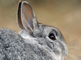 В столице Финляндии переживают - растет число живущих в городе диких кроликов