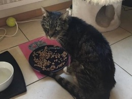 Кот вернулся домой после 14 лет скитаний и умер у хозяев на руках