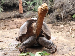 Оплодотворил сотни самок: черепаха с легендарным либидо возвращается на Галапагосы