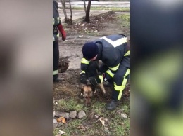 В Кривом Роге спасатели вытащили собаку, которая упала в коллектор