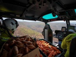 Морковный дождь устроили животным в пострадавших от пожаров районах Австралии (ФОТО)