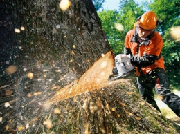 На Днепропетровщине парень нарубил деревьев на 50 тысяч и сел в тюрьму на 3 года