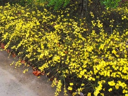 В Запорожье вовсю цветет жасмин (ФОТО)
