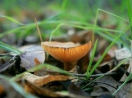 В Одесской области в январе появились грибы