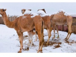 Природа сошла с ума: в Саудовской Аравии неожиданно выпал снег. Пустыня и верблюды перекрасились в белый цвет (фото)