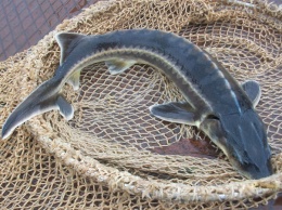 В Азовском море браконьеры выловили осетровых на миллион - рыбу выпустили в воду