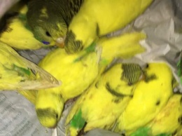В Харькове неизвестные выбросили полсотни волнистых попугаев