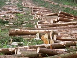 Украина потеряла 1 млрд грн от незаконной вырубки леса