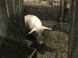 В Запорожской области фермера искусала собственная домашняя свинья