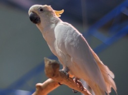 В Харькове волонтеры спасают 50 больных попугаев, которых выбросили в лес