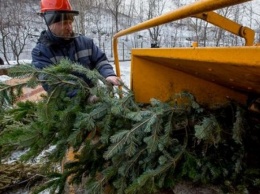 26 января в Симферополе можно будет сдать елку на переработку (АДРЕСА)