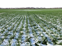 Аномально теплая зима: будет ли в области урожай?
