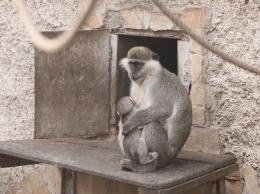 Этой зимой в Одесском зоопарке не прячутся теплолюбивые животные