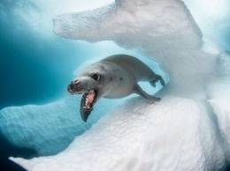 Ocean Art объявил победиля в конкурсе подводной фотографии