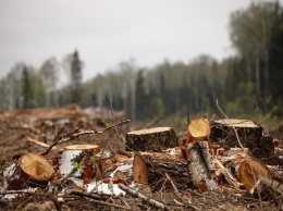 Вместе пилили деревья на Черниговщине: «черный» лесоруб сдал своего подельника