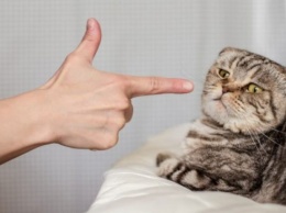 Способы наказания кошек, которые животные наверняка поймут