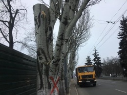 Какие деревьев пойдут под снос при реконструкции сквера возле площади Свободы,- ФОТО