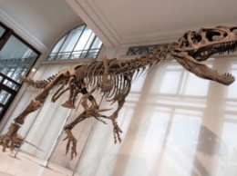 Ученые установили причину гибели динозавров