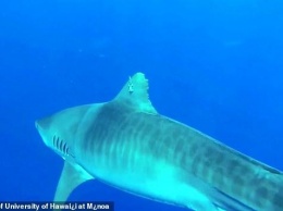 Гниют в челюстях: миллионы акул страдают от рыболовных крючков, которые остаются в теле до 7 лет