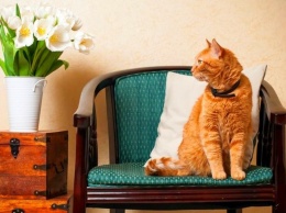 Дружит с домовым и лечит похмелье: в сети продают кошку-целительницу за баснословные деньги. Фото