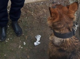 Собака нашла наркотики на КПВВ под Мариуполем