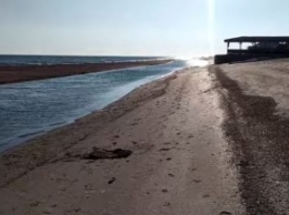 В Кирилловке искатели сокровищ обследовали двойной берег (видео)