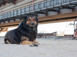 Россияне смогут забрать пса Цыгана и его бригаду со стройки Крымского моста