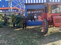 Новогодние елки-сосны Николаевский зоопарк превратил в безотходное производство