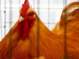 В Винницкой области зафиксировали вспышку птичьего гриппа
