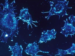 Борьба с раком: ученые заговорили об "универсальном способе"