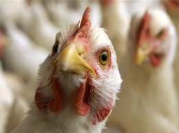 В Винницкой области уничтожат 100 тысяч куриц