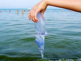 В Счастливцево придумали как защитить курортников от самой крупной медузы