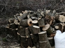 Бердянский браконьер нарубил деревьев на полмиллиона (фото)