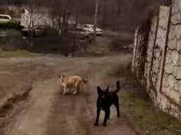 В Кривом Роге собаки напали на киевского журналиста, - ВИДЕО