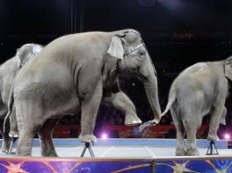 Права животных: Минкульт договорился о передаче зверей из цирков в приюты