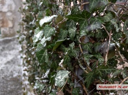 В Николаеве пошел первый снег