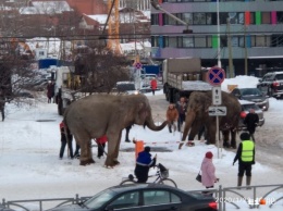 В Екатеринбурге слон сбежал из цирка и весело играл в снегу