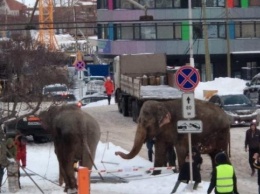 В Екатеринбурге слоны сбежали из цирка, чтобы поваляться в снегу