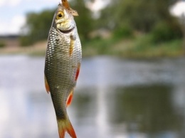 Запрещенная к вылову рыба в водоемах Запорожской области (ФОТО)